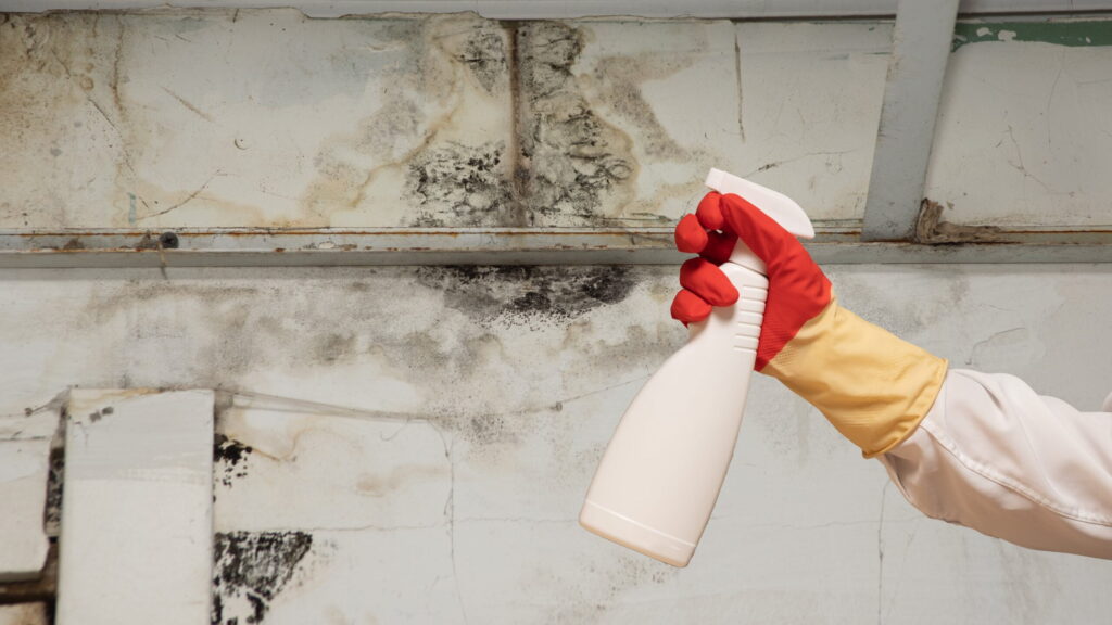 toowoomba mould removal