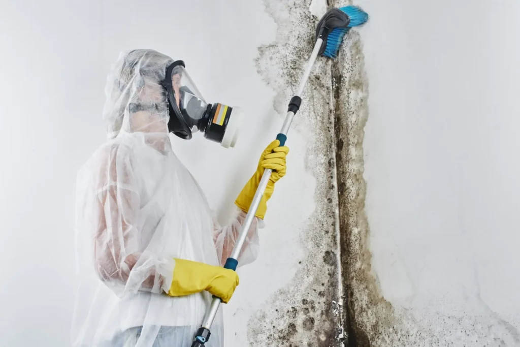 Mould cleaning services